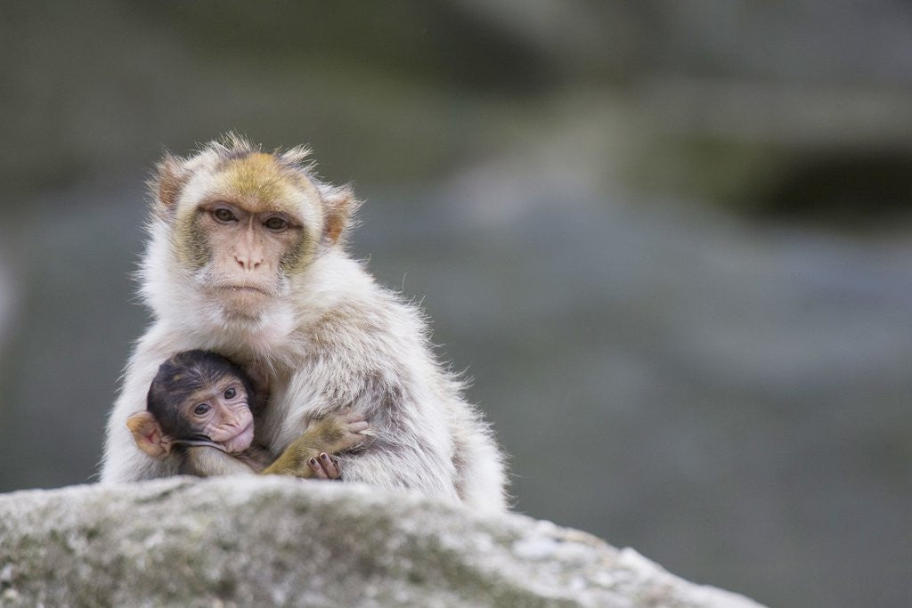 Detail of A scared barbary macaque baby protected by the mother by Anonymous