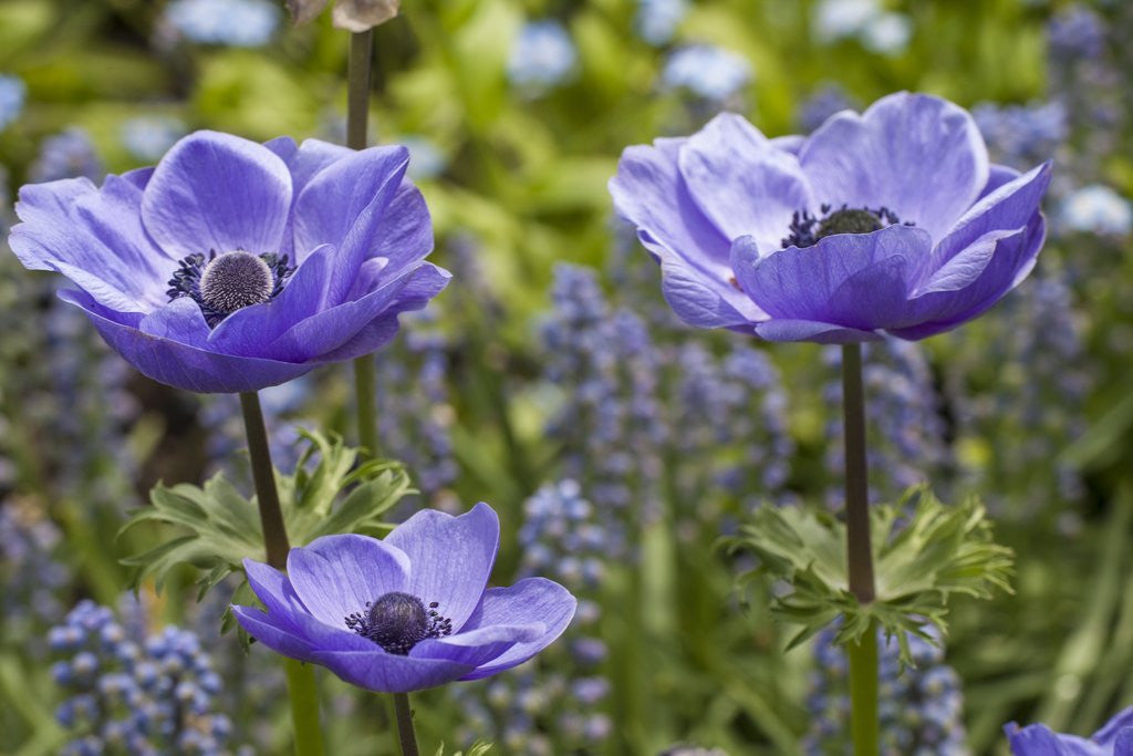 Detail of Longwood Garden Spring by Anonymous