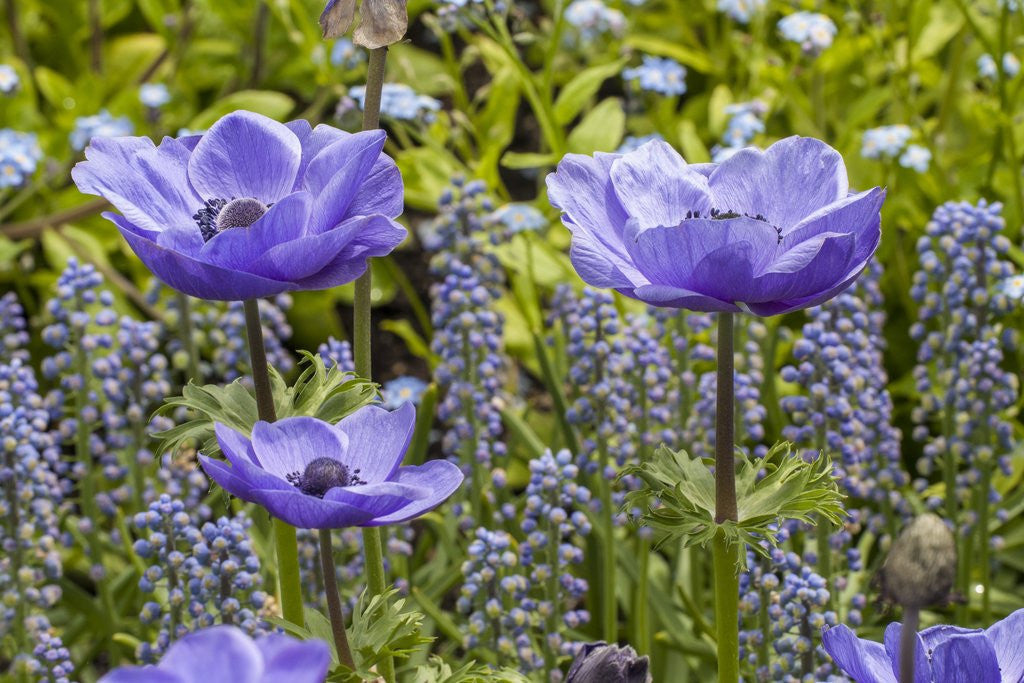 Detail of Longwood Garden Spring by Anonymous