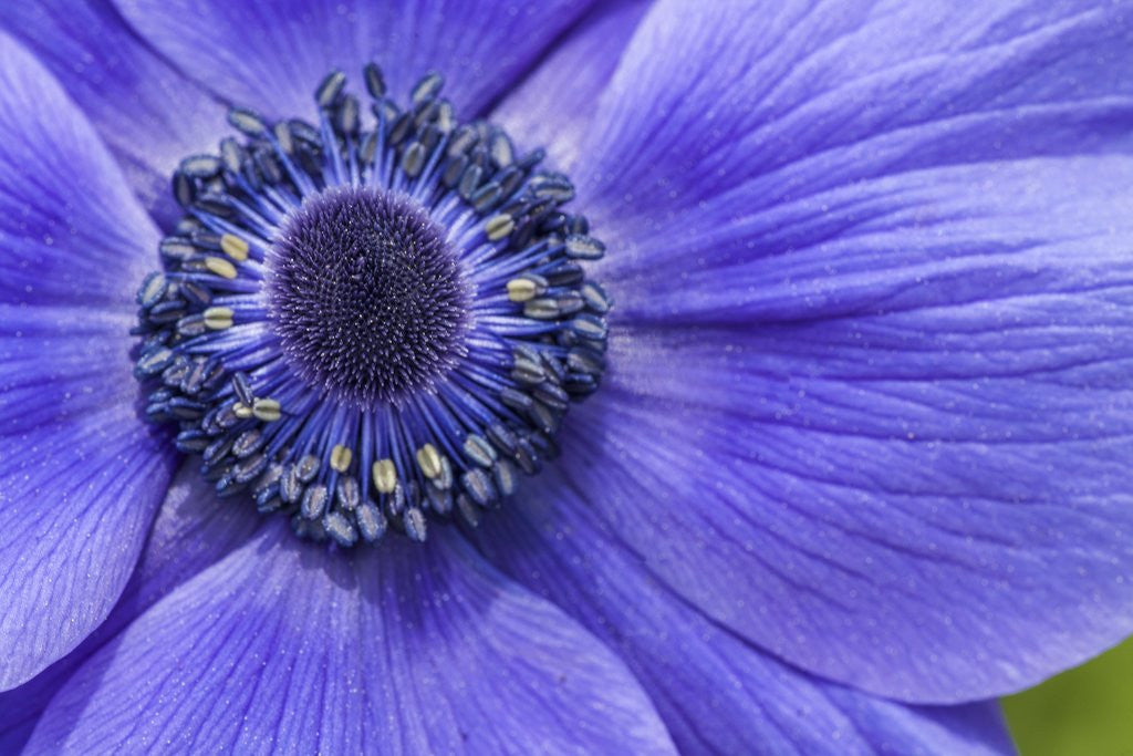 Detail of Violet Anemone Flowers Longwood Garden Spring by Anonymous