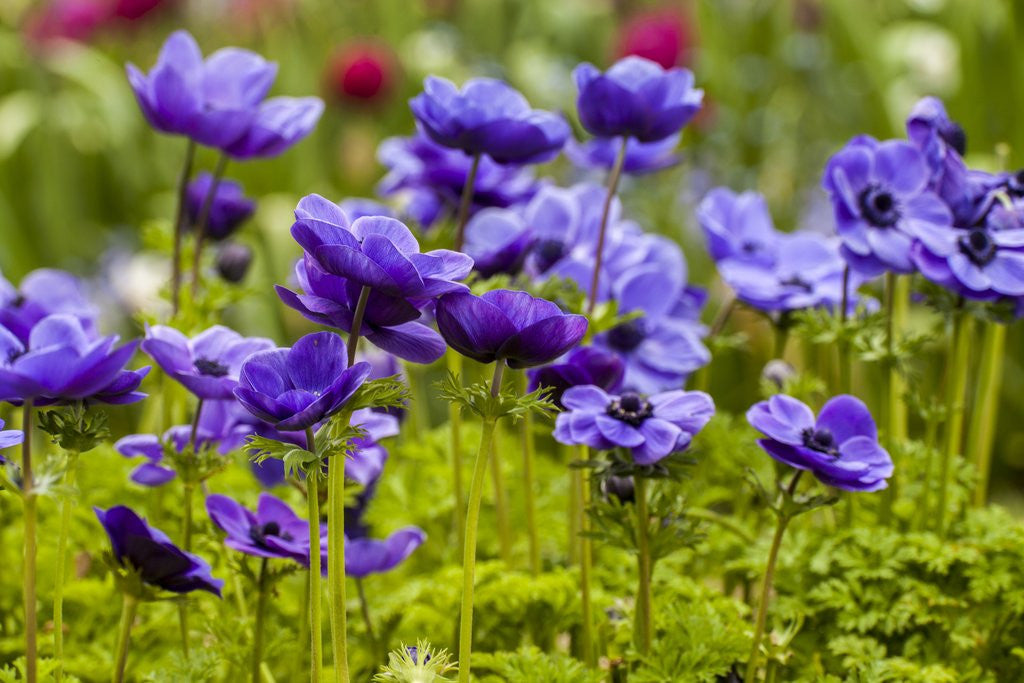 Detail of Violet Anemone Flowers Longwood Garden Spring by Anonymous
