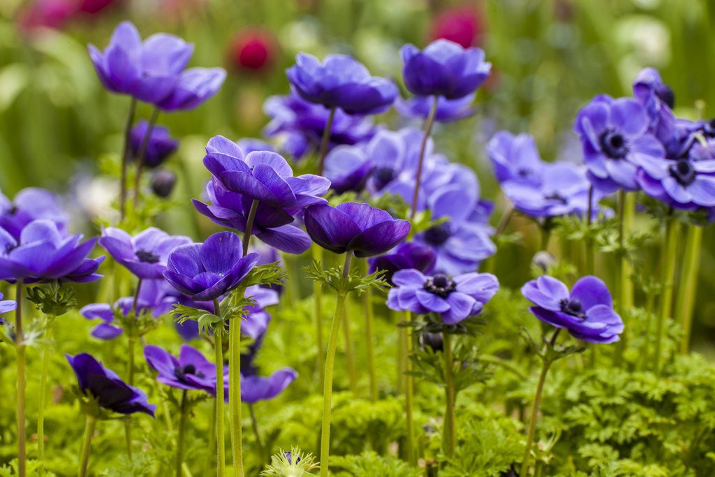 Detail of Violet Anemone Flowers Longwood Garden Spring by Corbis