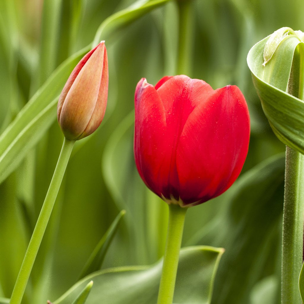 Detail of Red Tulip and tulip bud by Corbis
