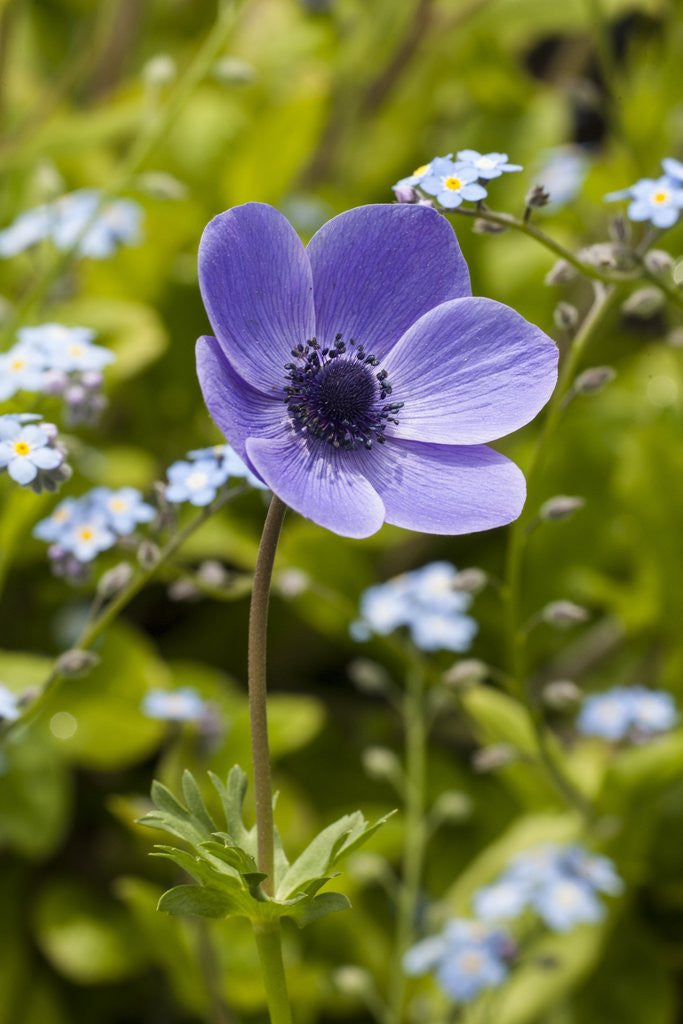 Detail of Violet Anemone Flowers Longwood Garden Spring by Anonymous