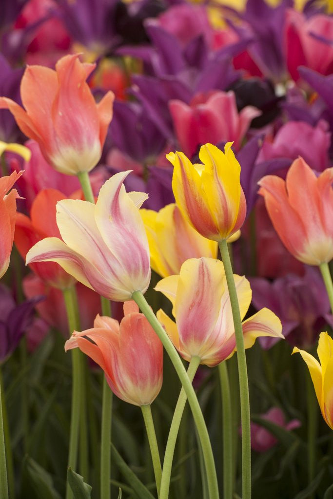 Detail of Tulip flowers in red and yellow by Anonymous