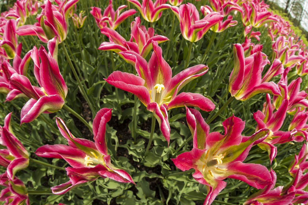 Tulip flowers in red and yellow by Corbis