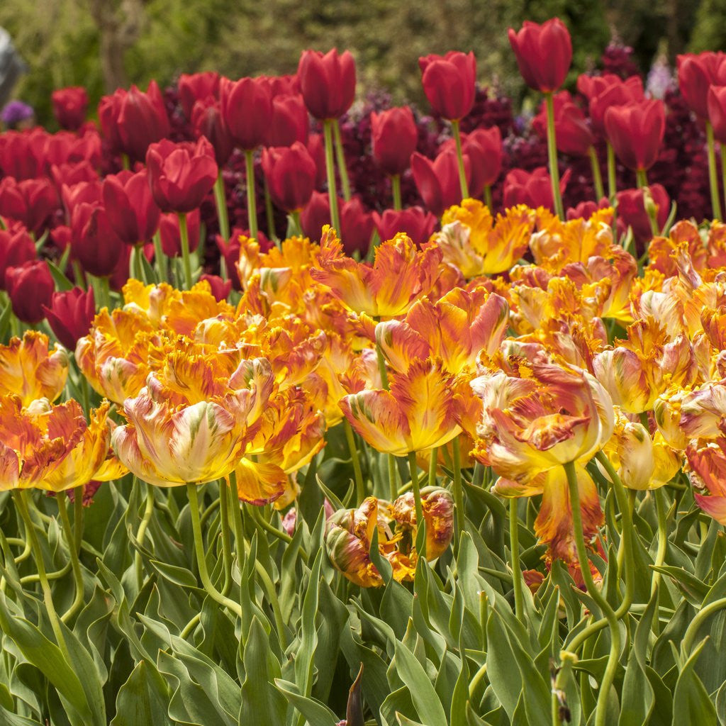 Detail of Tulip Beds at Longwood Garden Spring by Anonymous