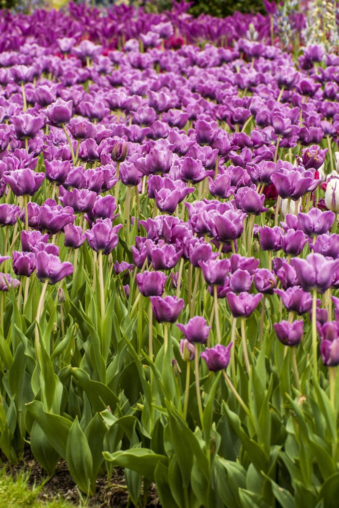 Detail of Bed of Purple Tulip flowers by Corbis