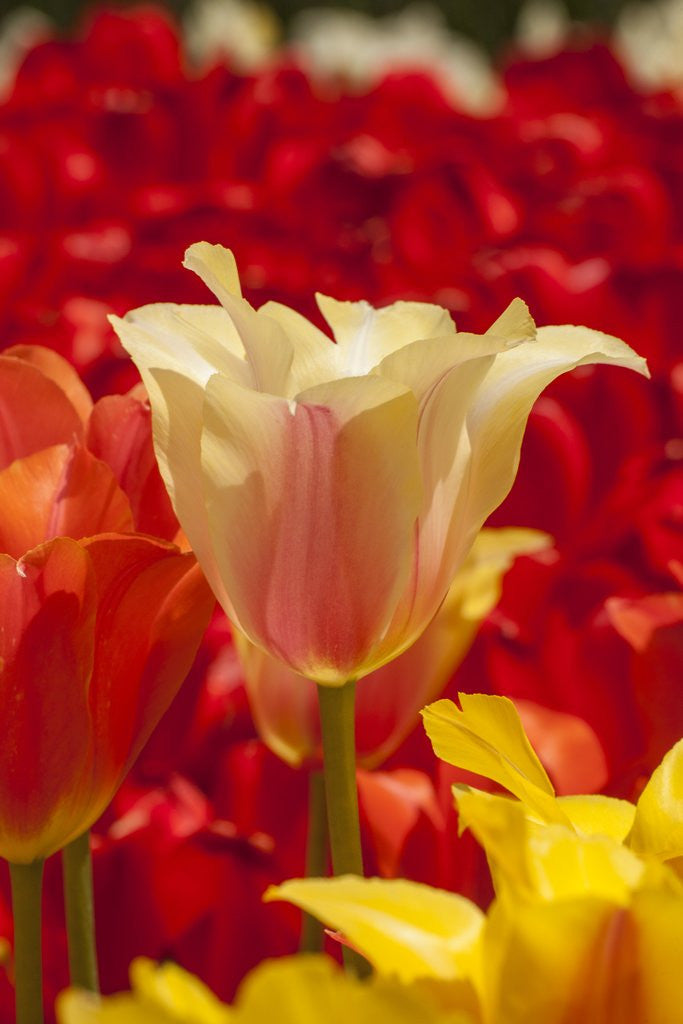 Detail of Tulip flowers in red and yellow by Anonymous