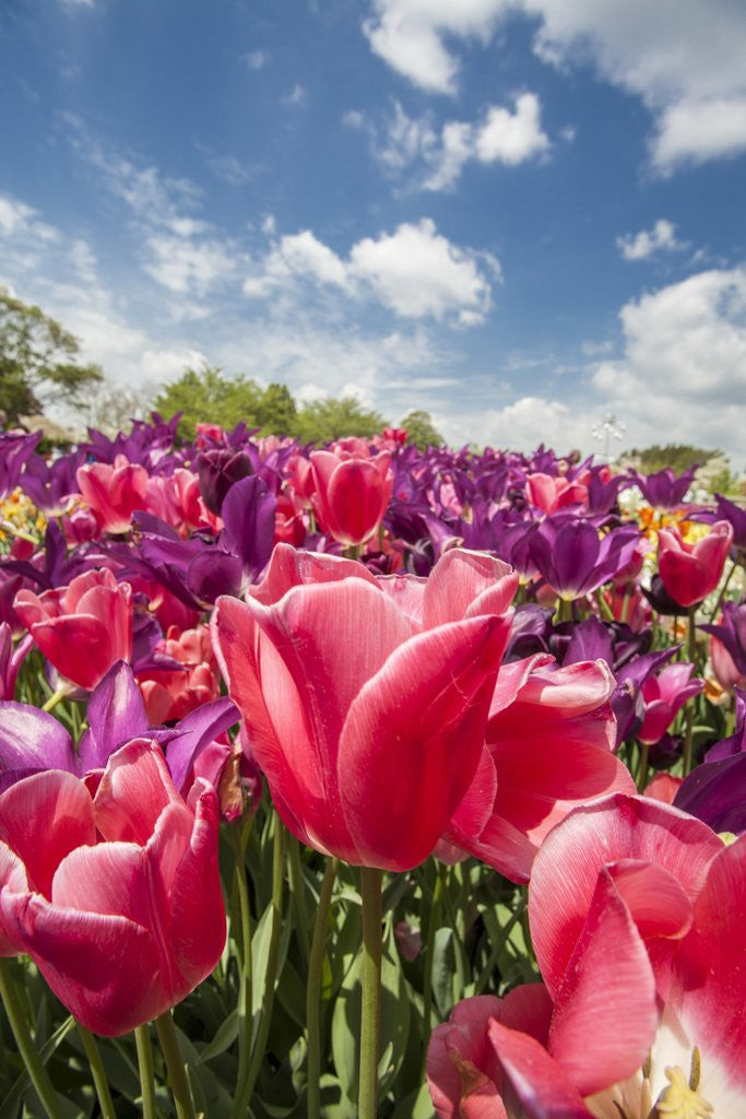 Detail of Red hybrid Tulip and the sky by Anonymous