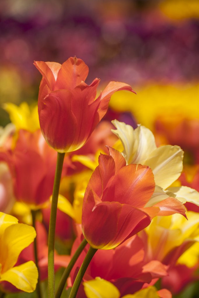Detail of Tulip flowers in red and yellow by Corbis