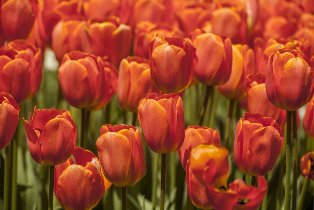 Detail of Red hybrid Tulips by Anonymous