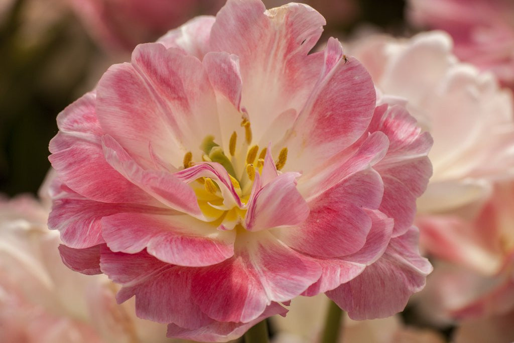 Detail of Pink Hybrid Tulip by Anonymous