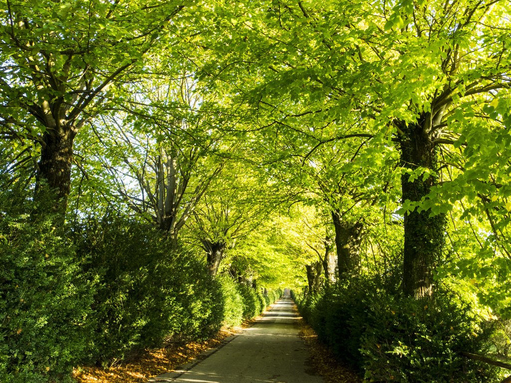 Detail of Tree lined road with Bright green Trees by Anonymous