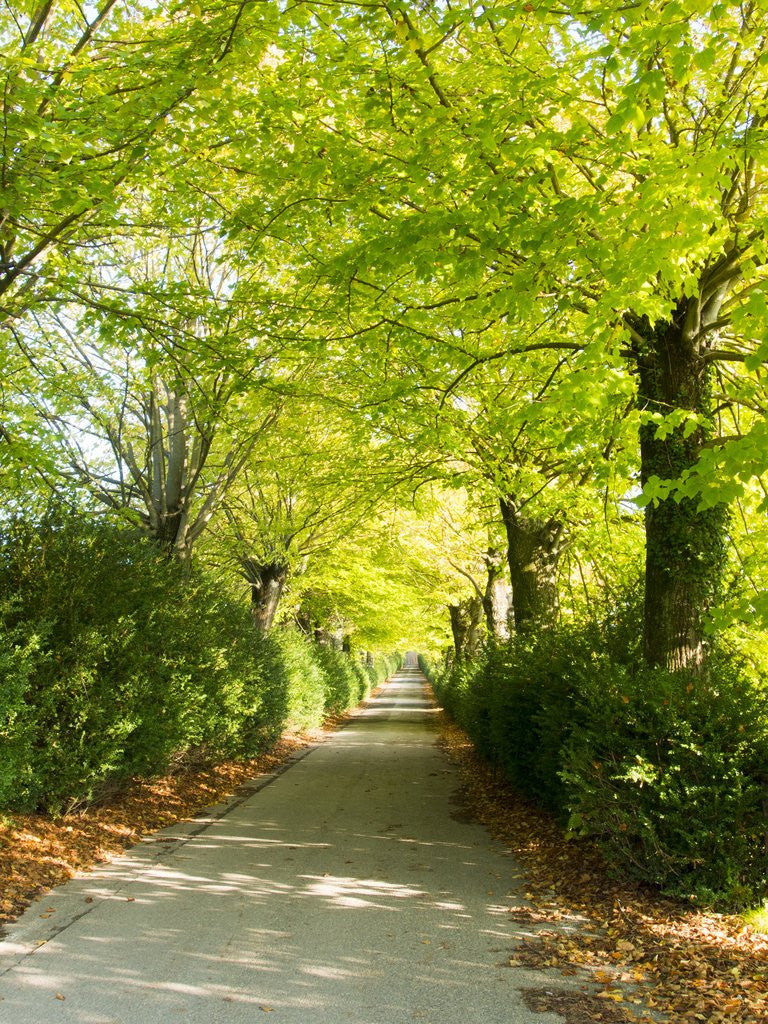 Detail of Tree lined road with Bright green Trees by Anonymous