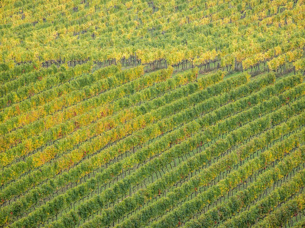 Detail of Autumn Vineyards Rows with Bright Color by Anonymous