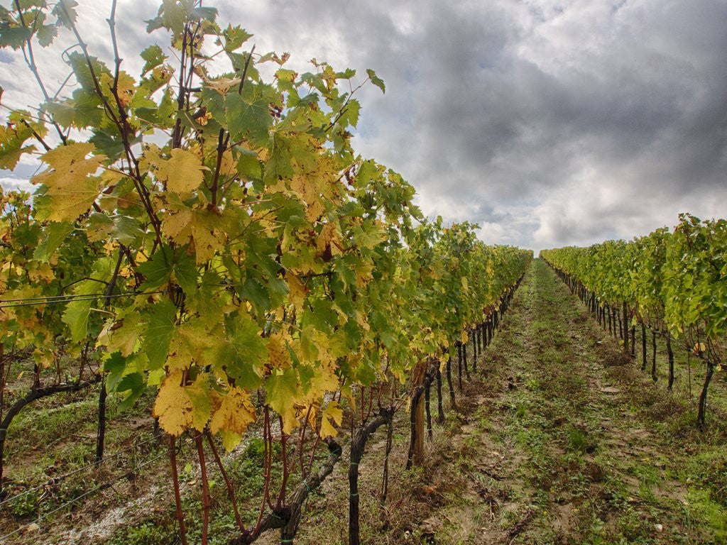 Detail of Autumn Vineyards Rows with Bright Color by Anonymous