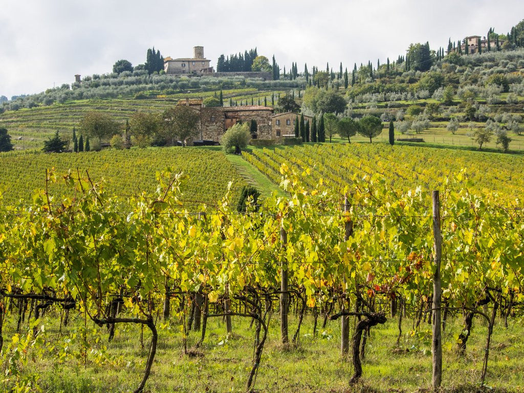 Detail of Autumn Vineyards with Bright Color with Villa at on hill by Anonymous