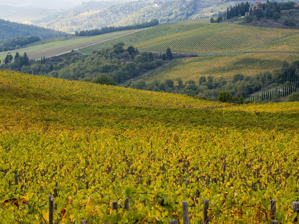 Detail of Autumn Vineyards with Bright Color by Anonymous