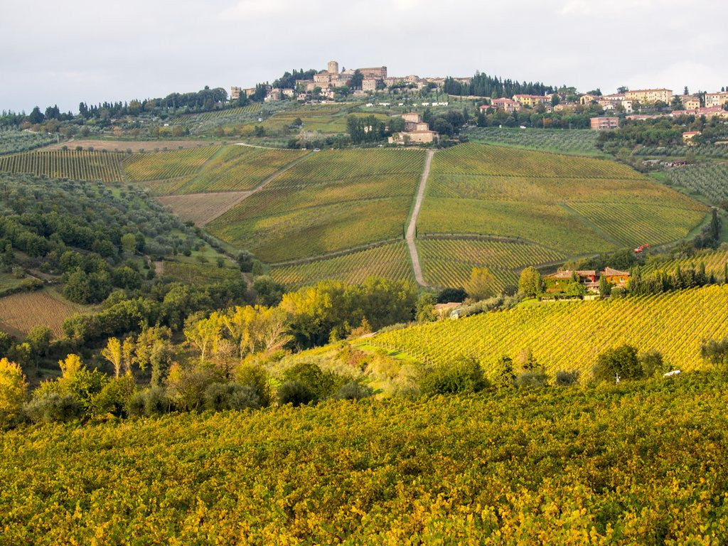 Detail of Autumn Vineyards with Bright Color Near Panzano by Anonymous