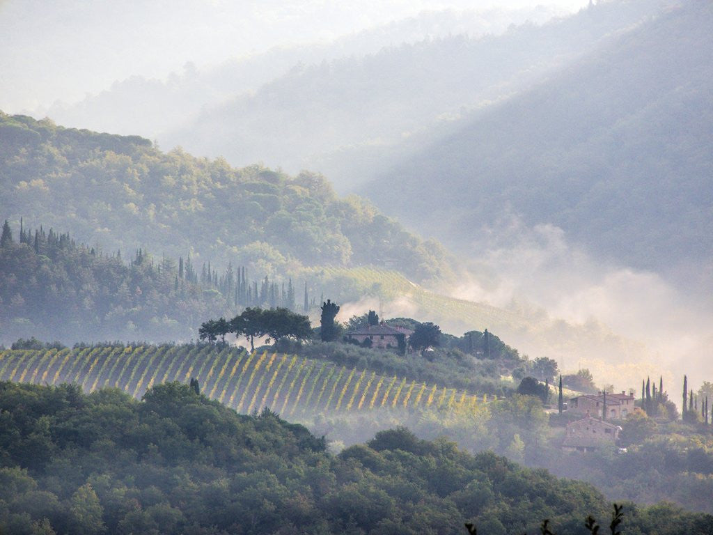 Detail of View from above of Tuscan villa and vineyard on a foggy morning by Anonymous