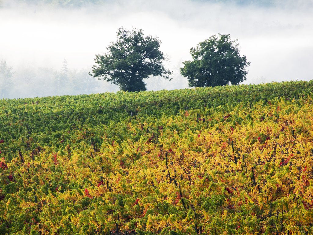 Detail of Autumn Vineyards with Bright Color by Anonymous