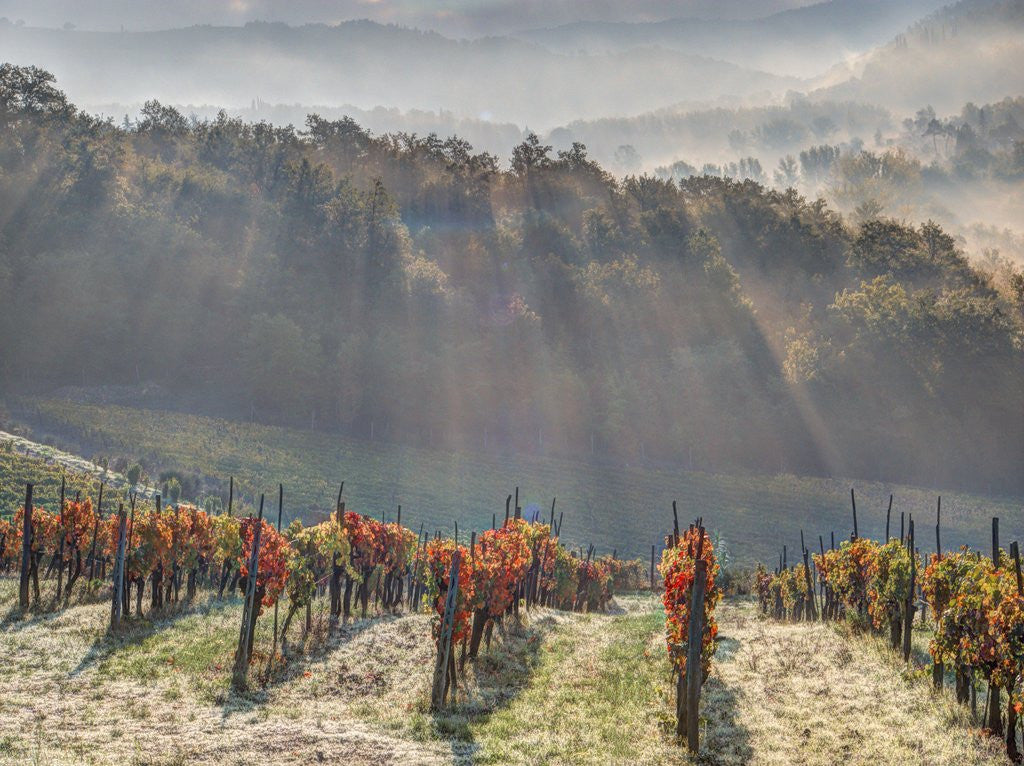 Detail of Autumn Vineyards with Bright Color and Foggy Morning by Anonymous