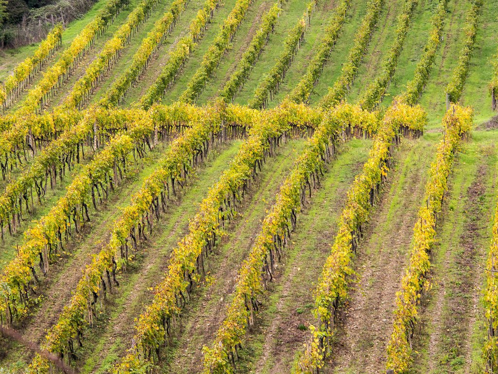 Detail of Autumn Vineyards Rows with Bright Color by Anonymous