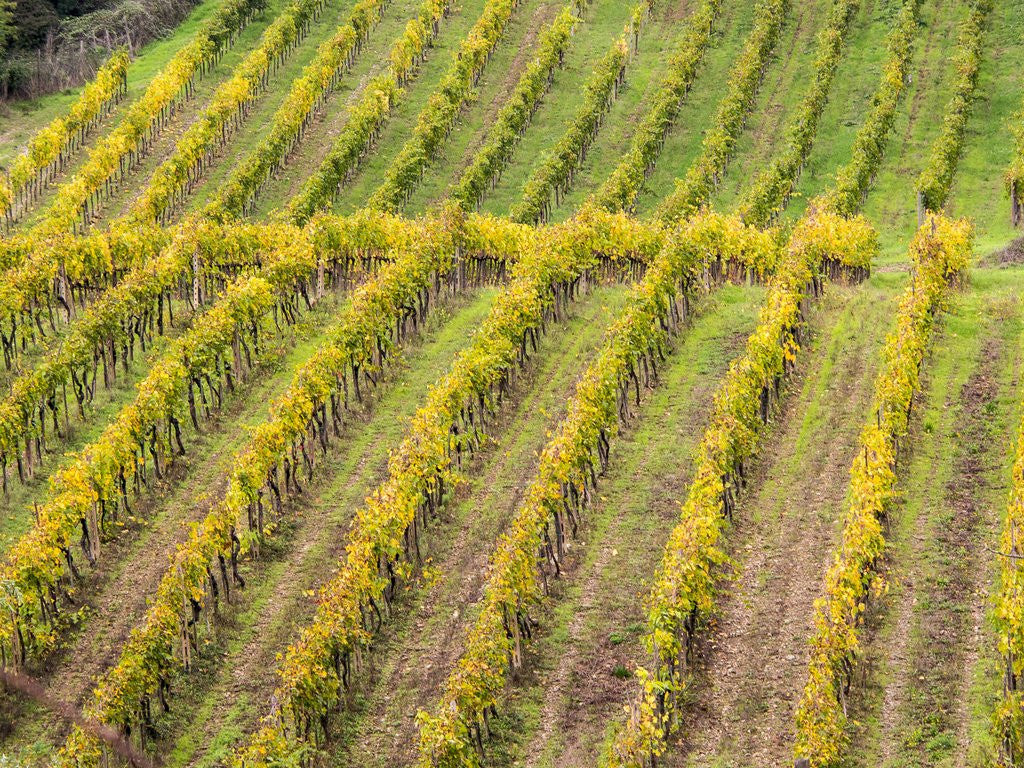 Detail of Autumn Vineyards Rows with Bright Color by Corbis