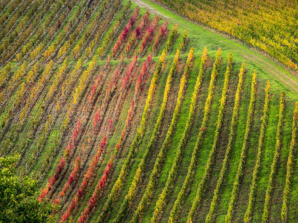 Detail of Autumn Vineyards Rows with Bright Color by Anonymous