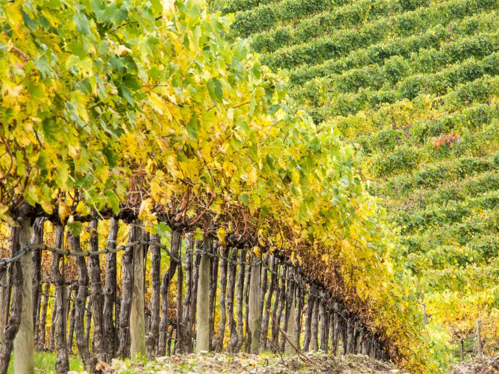 Detail of Autumn Vineyards Rows with Bright Color by Anonymous