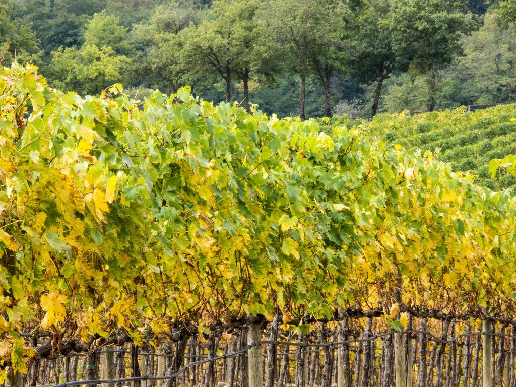 Detail of Autumn Vineyards Rows with Bright Color by Anonymous