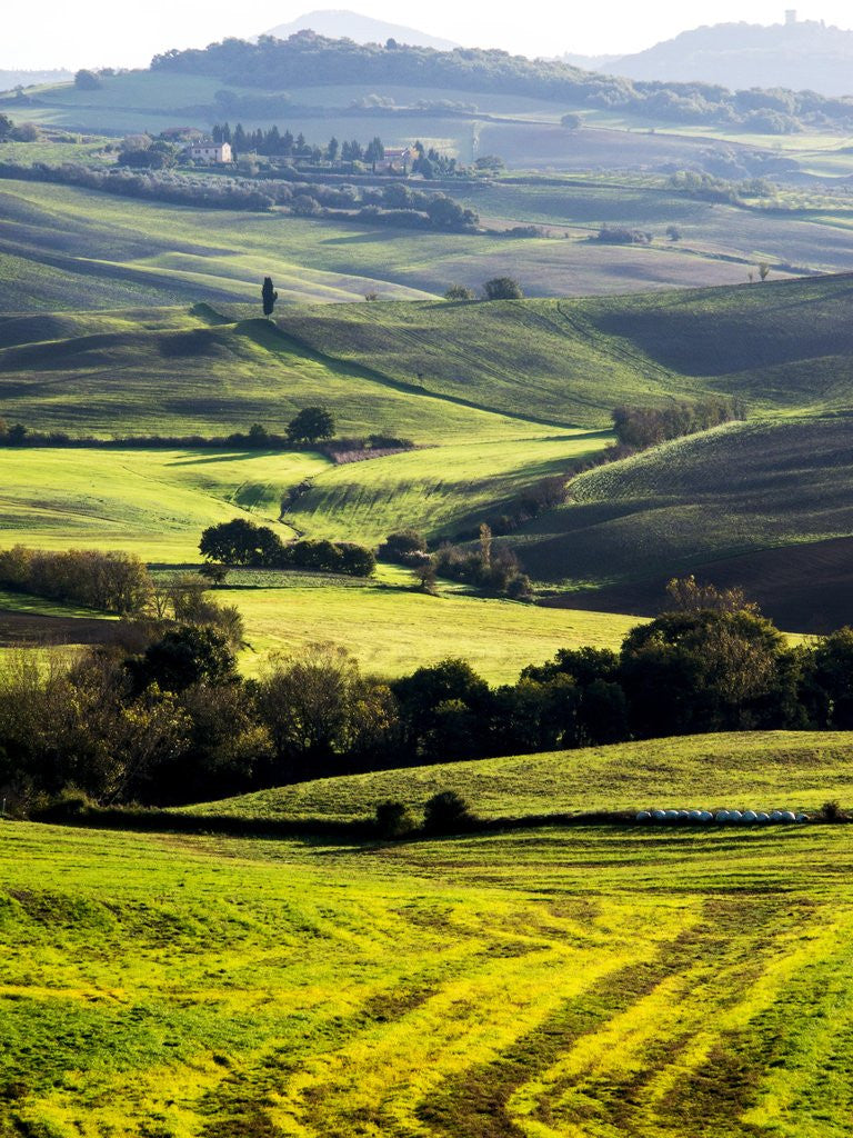 Detail of Morning light over the fields of Winter Wheat above the Tuscan Landscape by Corbis