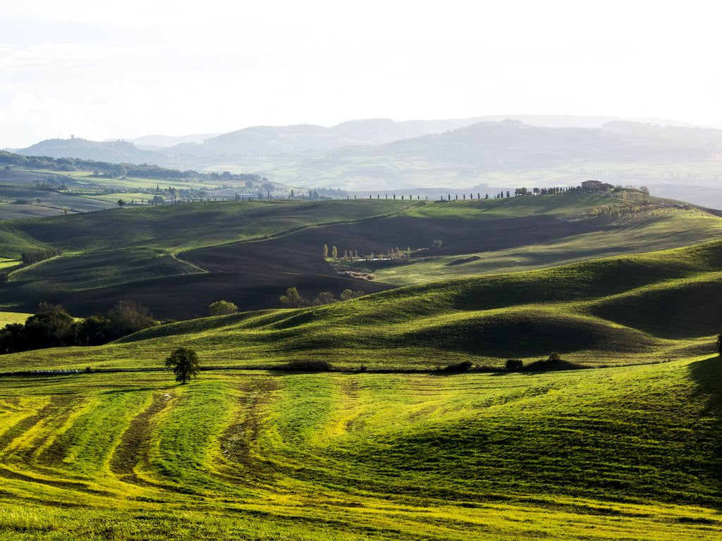 Detail of Morning light over the fields of Winter Wheat above the Tuscan Landscape by Anonymous