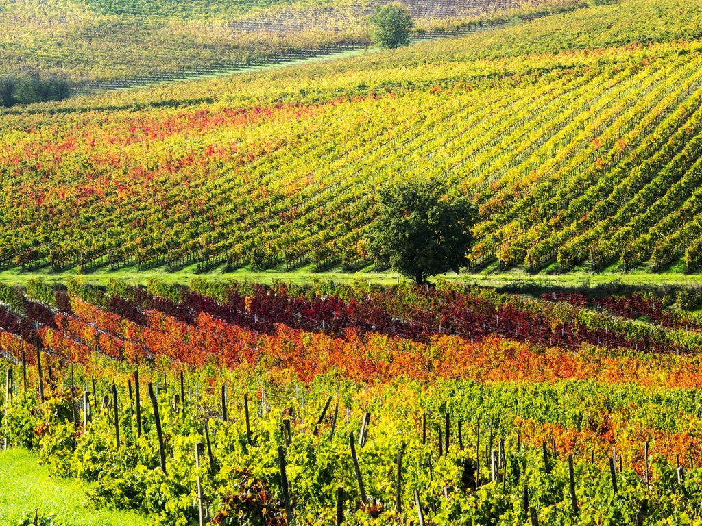 Detail of Autumn Vineyards in full color near Montepulciano by Anonymous