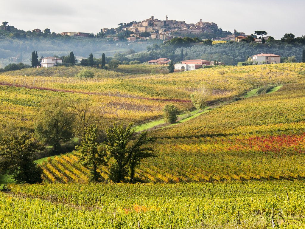 Detail of Autumn Vineyards in full color near Montepulciano by Anonymous