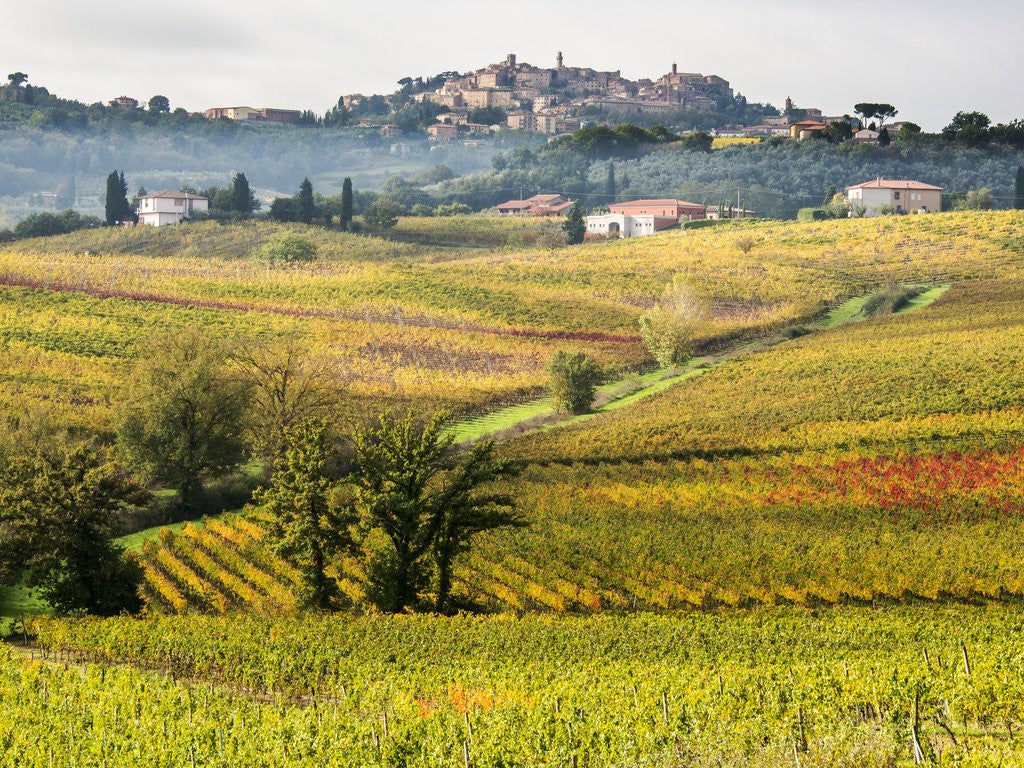 Detail of Autumn Vineyards in full color near Montepulciano by Corbis