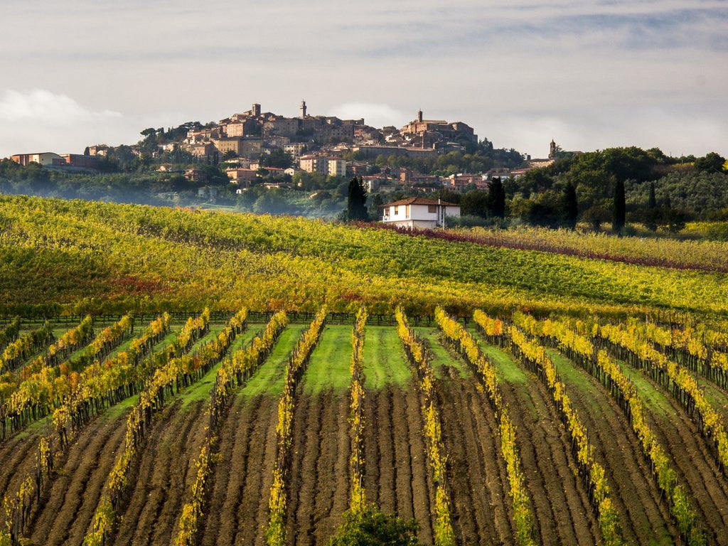 Detail of Autumn Vineyards in full color near Montepulciano by Corbis