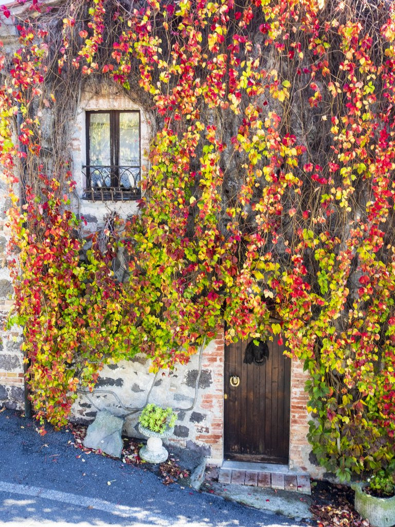 Detail of Autumn foliage around Tuscan Villa by Corbis