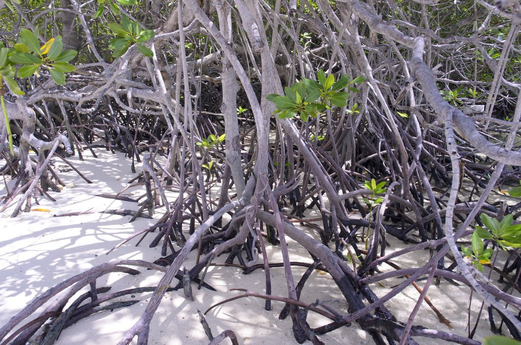 Detail of Tangle of mangrove root by Corbis