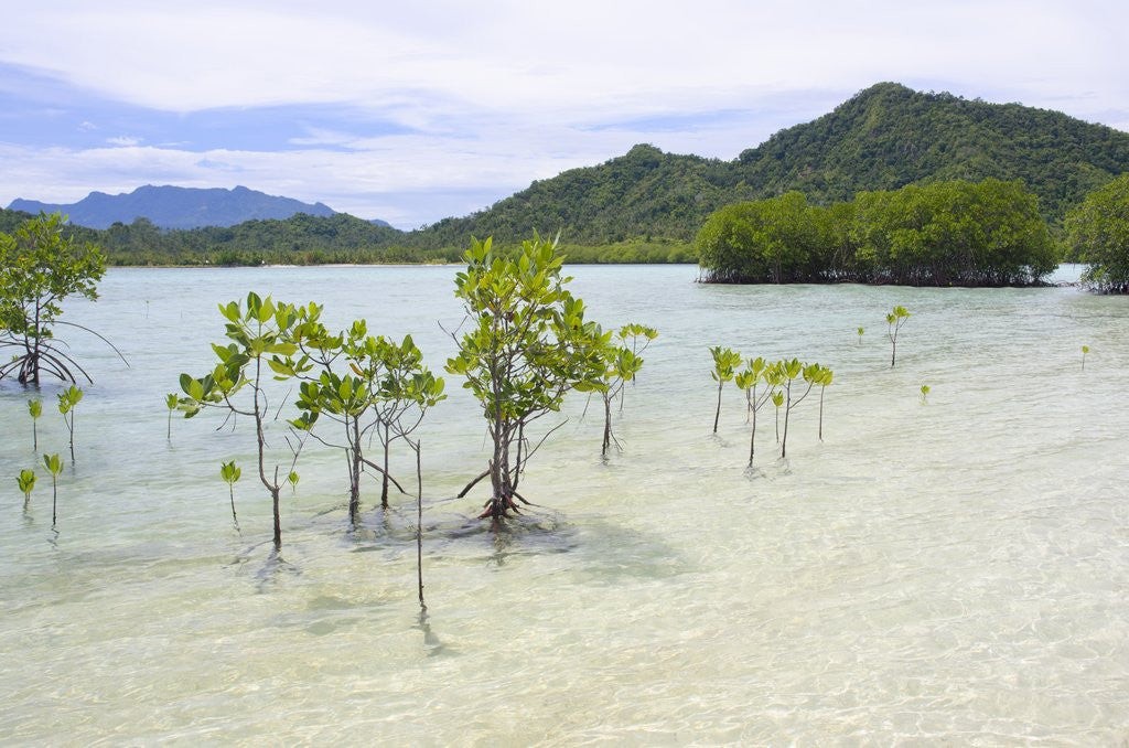 Young and mature mangrove trees by Corbis