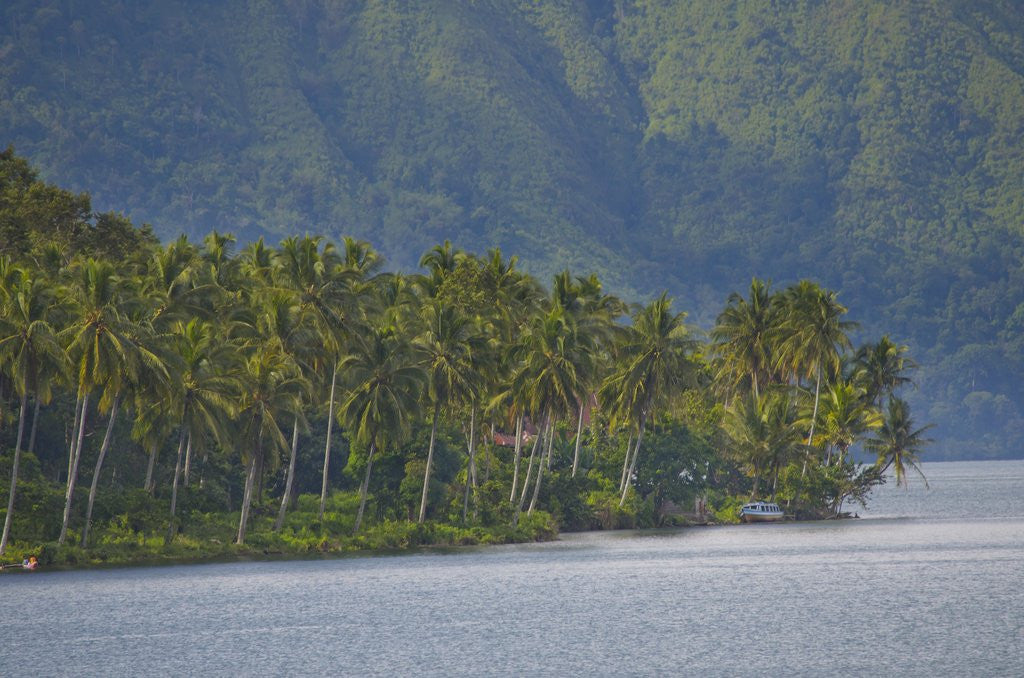 Detail of Coconut palm trees lining the second largest lake in Sumatra by Anonymous