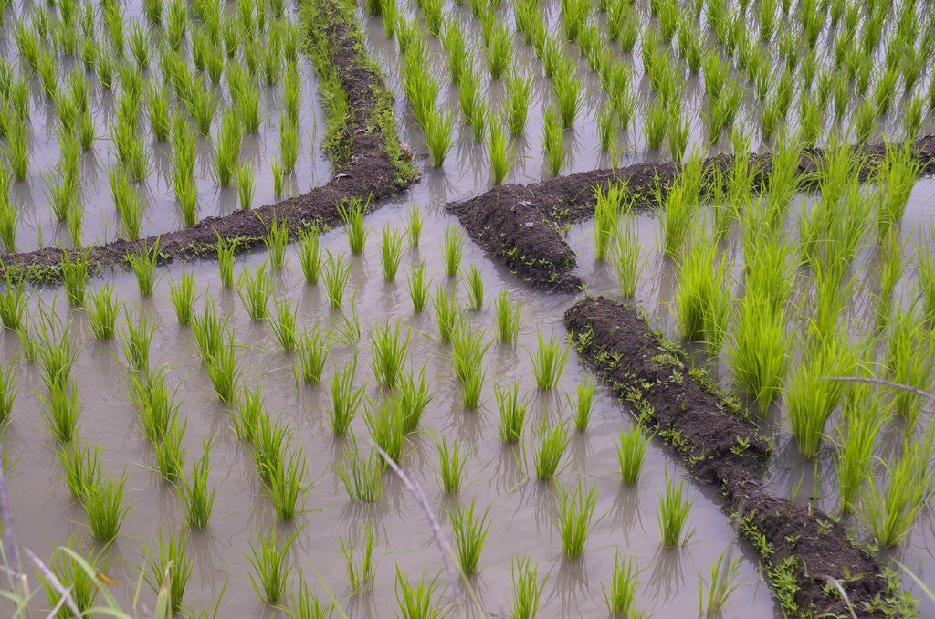 Detail of Patterns and shapes of paddy rice field by Corbis