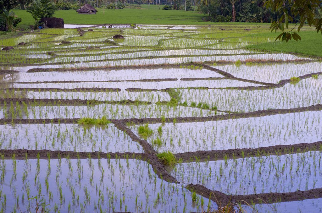 Detail of Patterns and shapes of paddy rice field by Anonymous