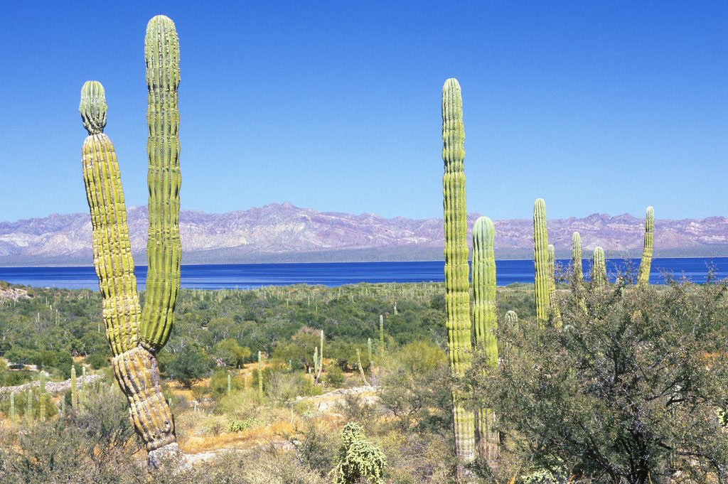 Detail of Cardon Cactus at Bahia Concepcion by Anonymous