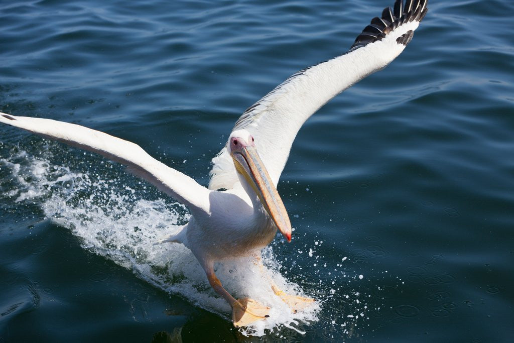 Detail of Great White Pelican landing on ocean (Pelecanus onocrotalus) by Anonymous