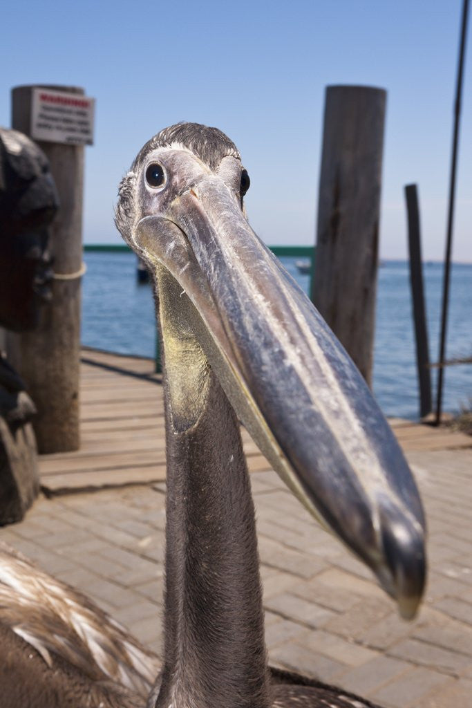 Detail of Young Great White Pelican head by Anonymous