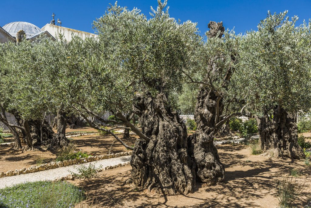 Detail of Mount of Olives, Church of All Nations (also known as the Church or Basilica of the Agony), the Garden of Gethsemane by Anonymous