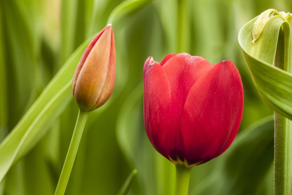Detail of Red Tulip and flower bud by Anonymous
