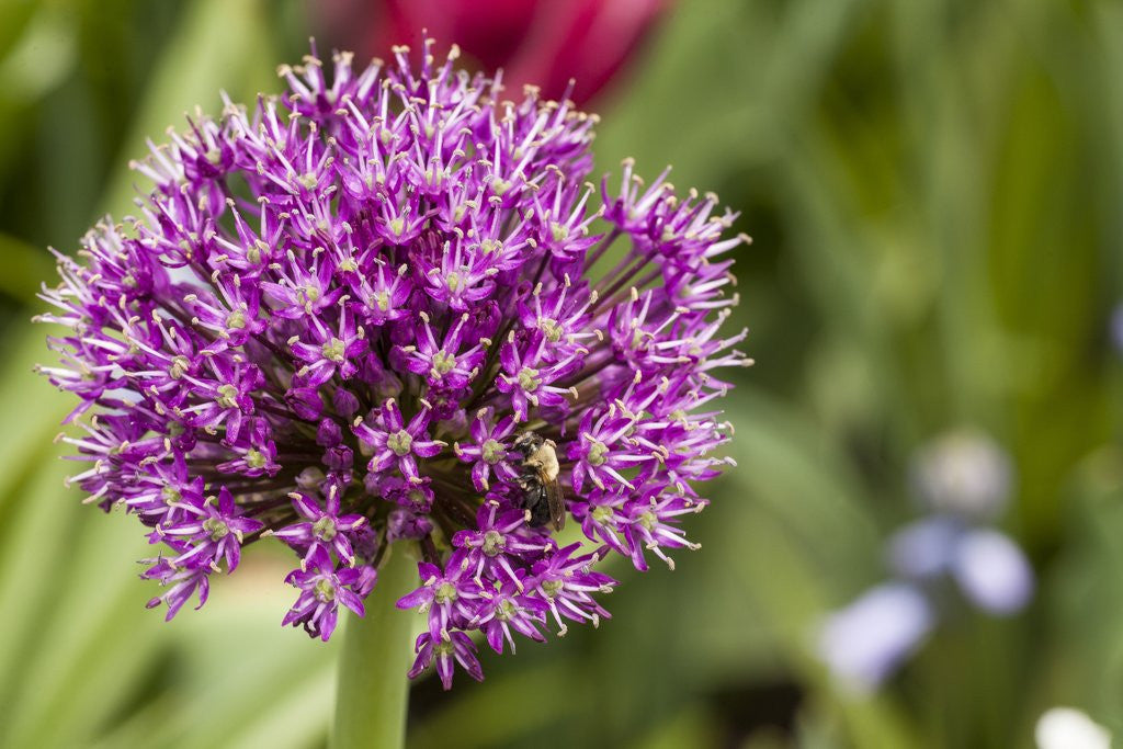 Detail of Purple Allium Flower by Anonymous